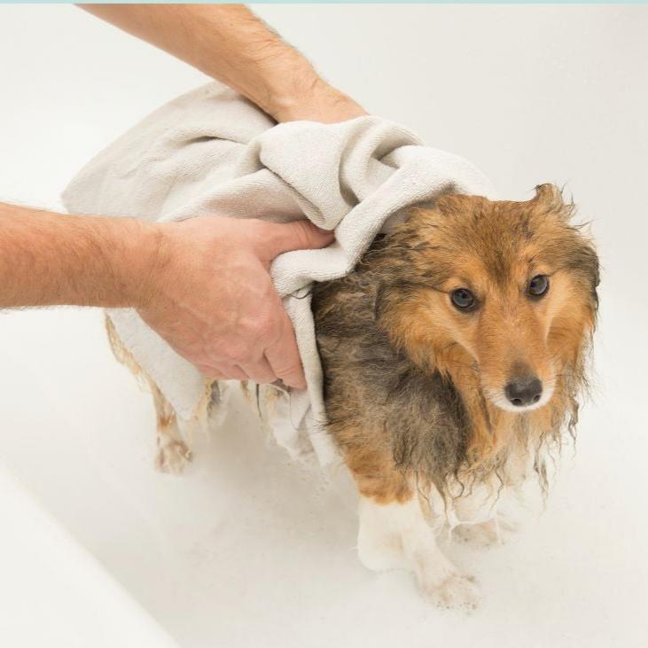 Kleiner Hund mit langem Fell wird in einer Wanne mit einem Pflegetuch abgetrocknet