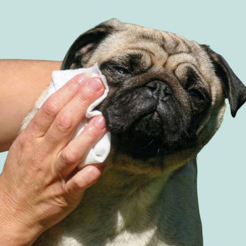 Hundetücher Tierpflege für Augen und Ohren, weiß, S , Bio