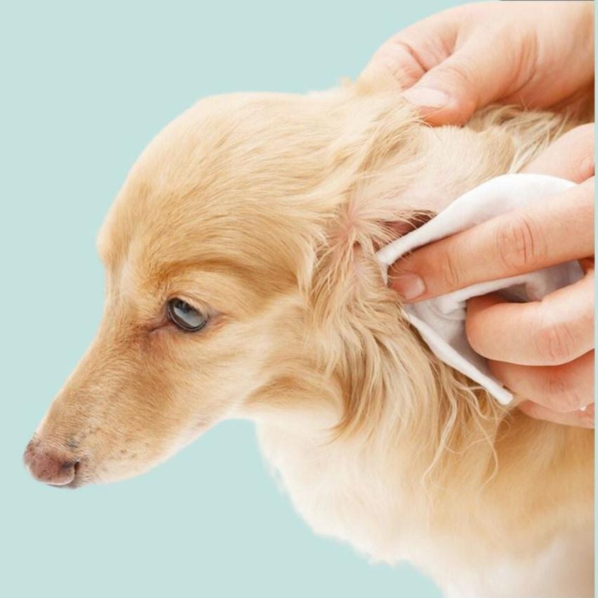 Hundetücher Tierpflege für Augen und Ohren, weiß, S , Bio