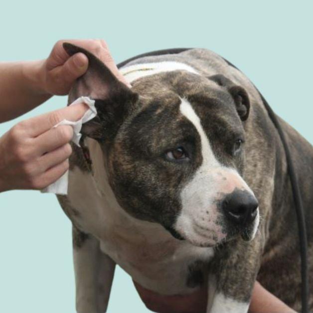 Hundetücher Tierpflege für Augen und Ohren, weiß, S , Bio