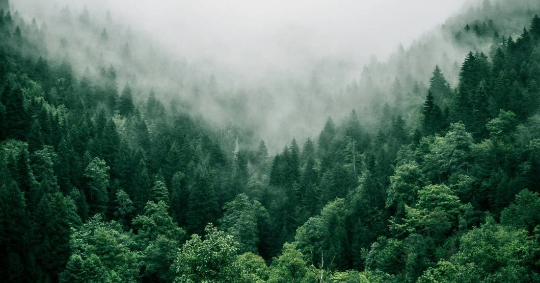 Wälder retten durch Stoff- statt Papiertaschentücher