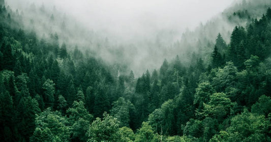 Wälder retten durch Stoff- statt Papiertaschentücher