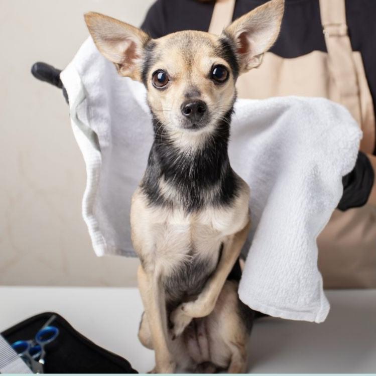 Kleiner Hund beim Hundefriseur in ein Pflegetuch gehüllt