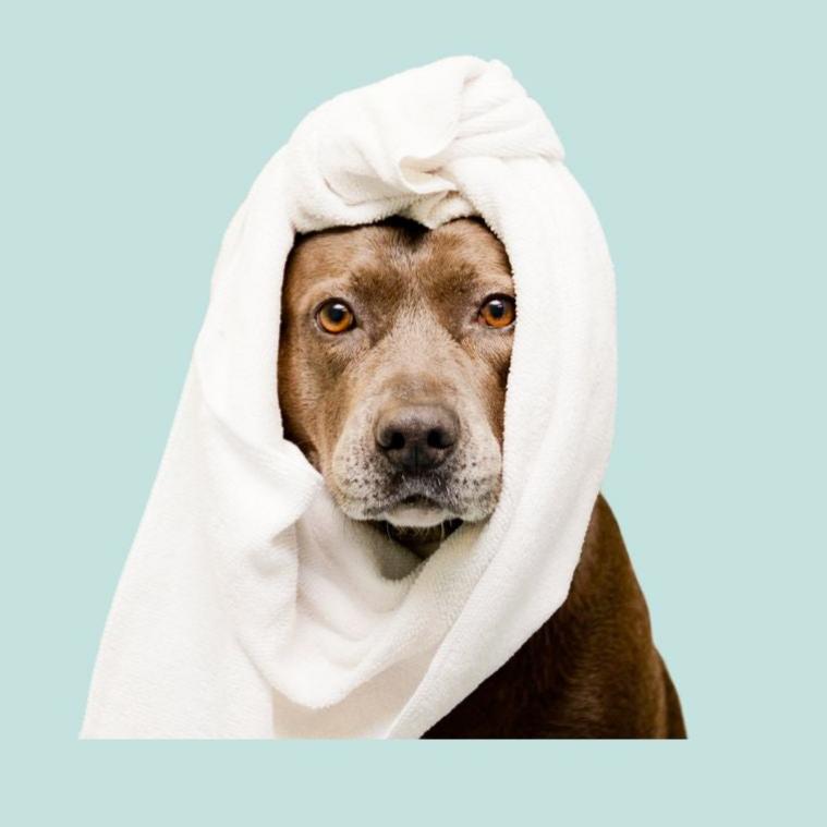 Hundekopf mit einem weißen Pflegetuch umwickelt, wie ein Turban